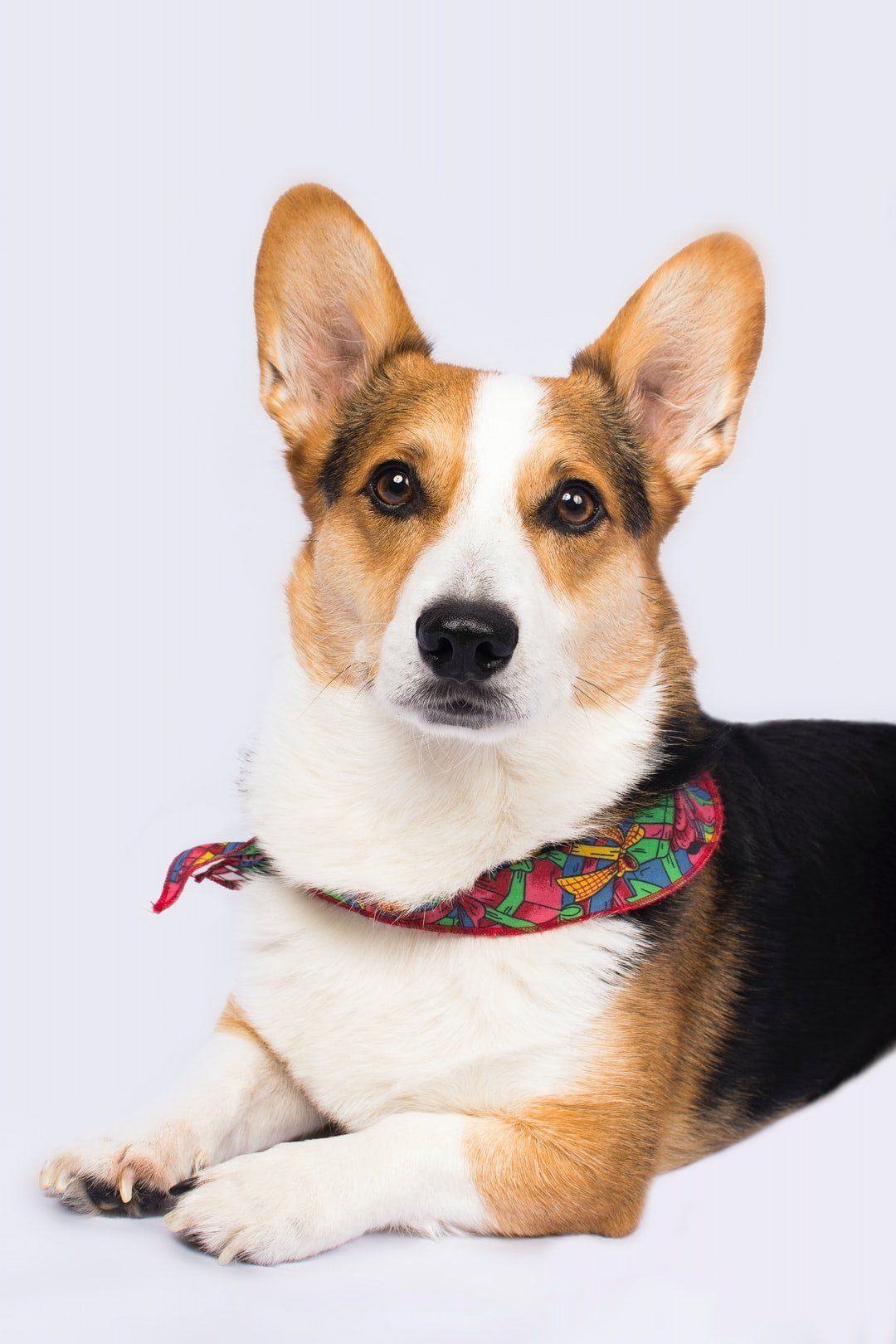 A corgi dog wearing a bandana is laying down on a white surface.