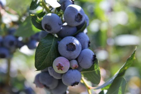 HealthySoil | Agriculture | Plant Nutrients | Farming Equipment