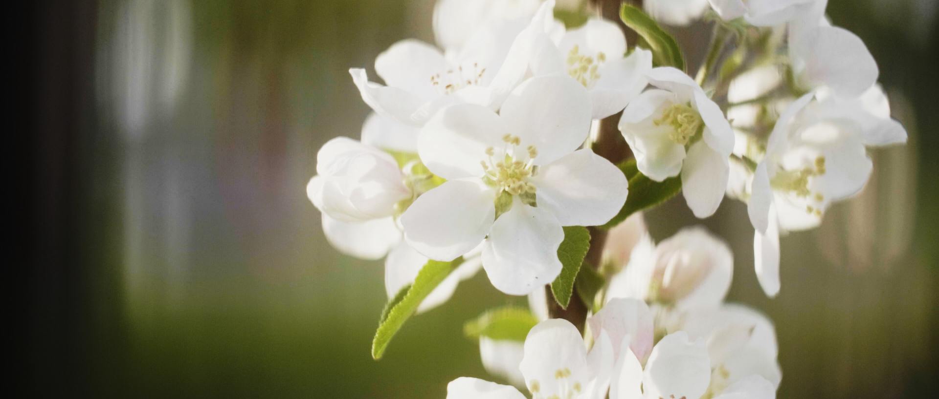 White blossoms on a branch against a soft blurred green background