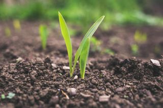 Growing Corn