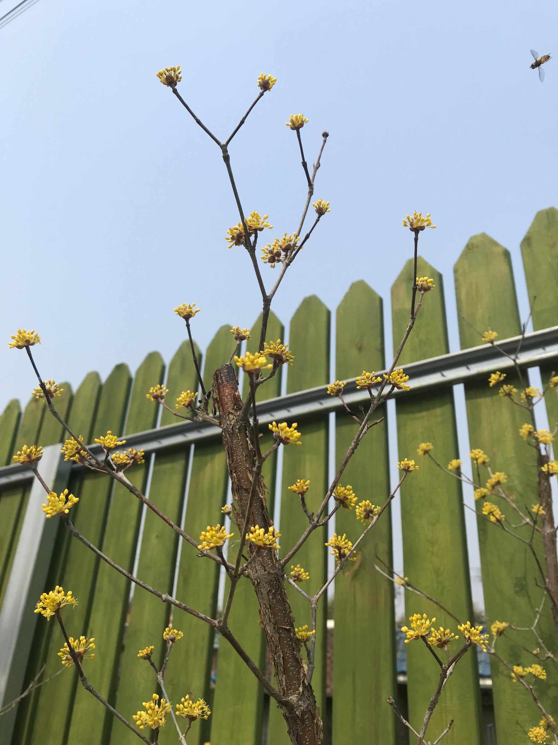 fence franchise
