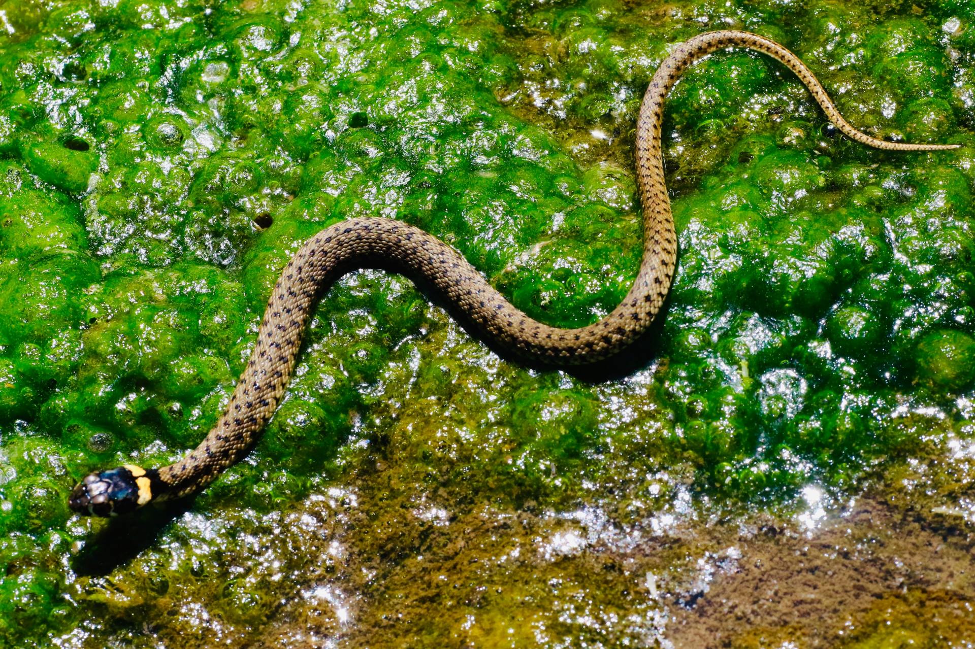 removal of unwanted snake on property