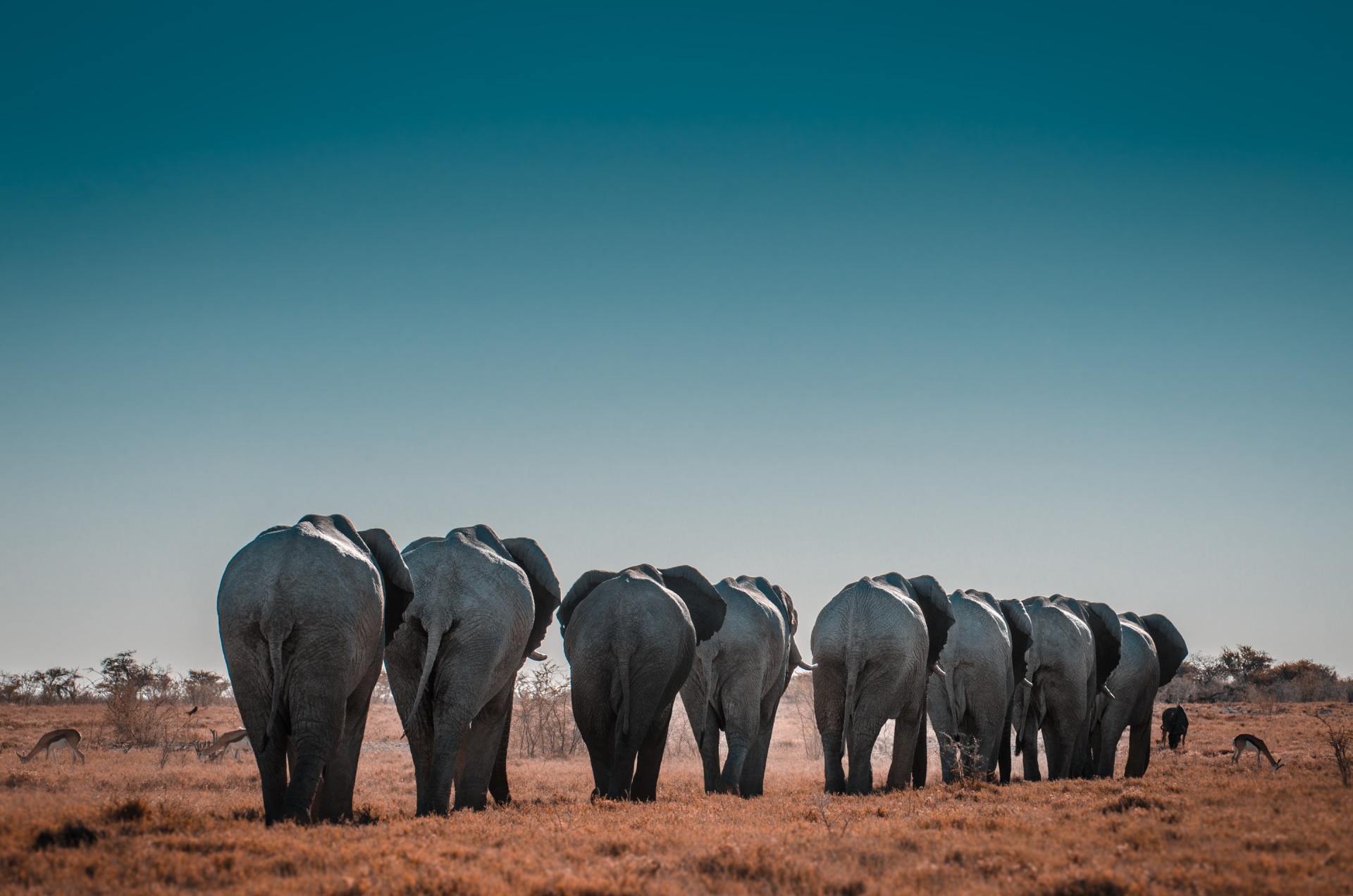 Etosha Safari