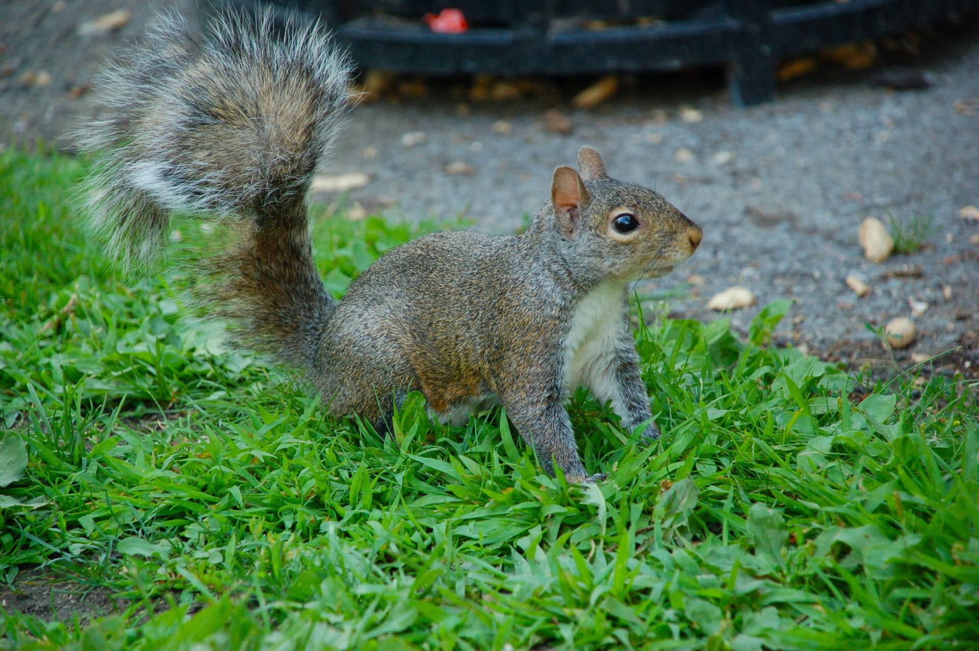 Removal of unwanted squirrel on property