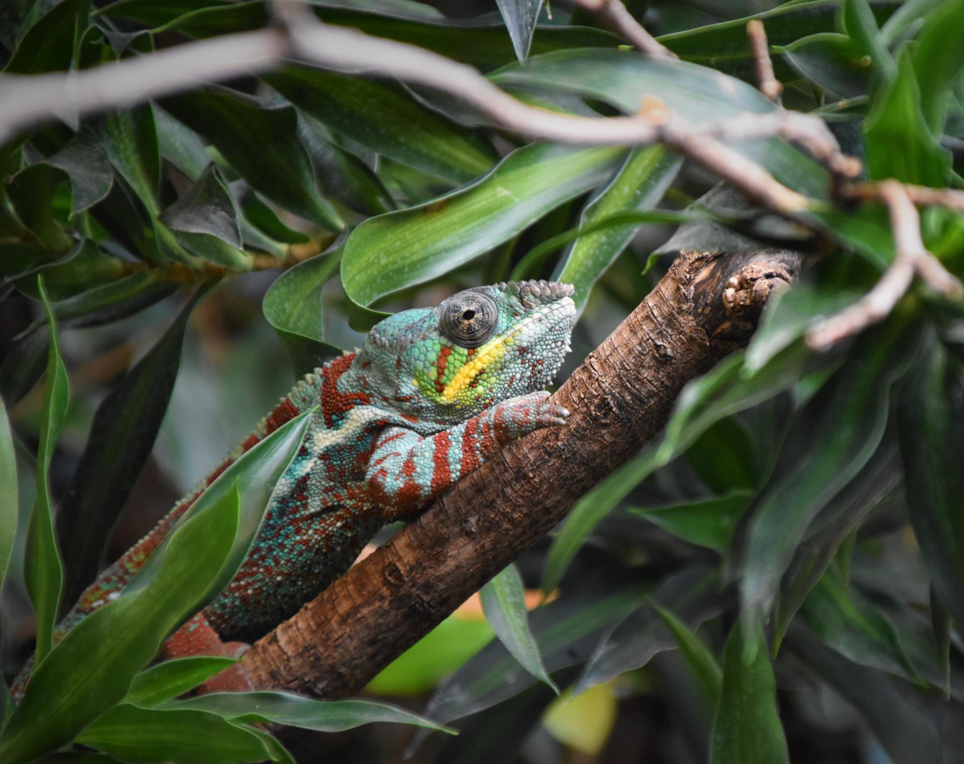 Gicht Reptilien