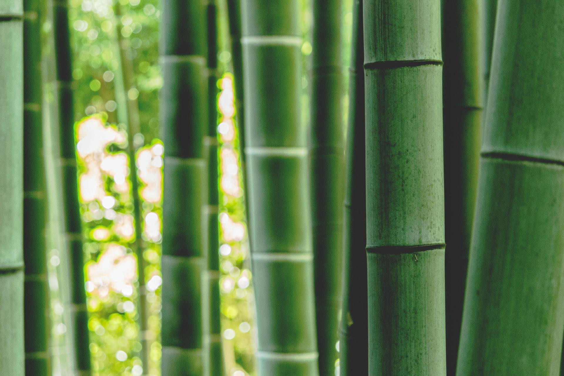 a close up of a bamboo forest with the sun shining through the trees .