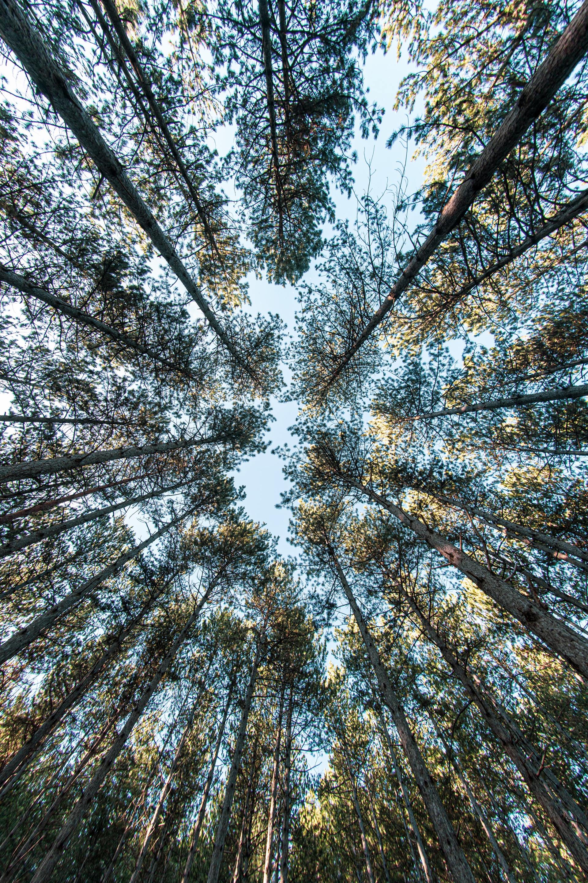 Tree services in Carmichael, CA