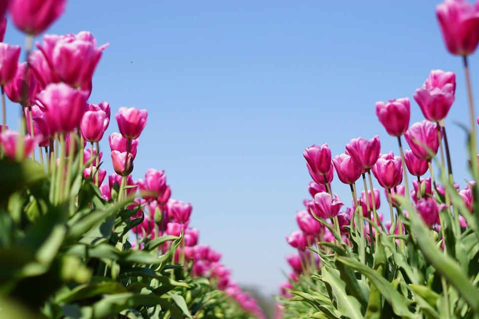 genieten van de lente tips
