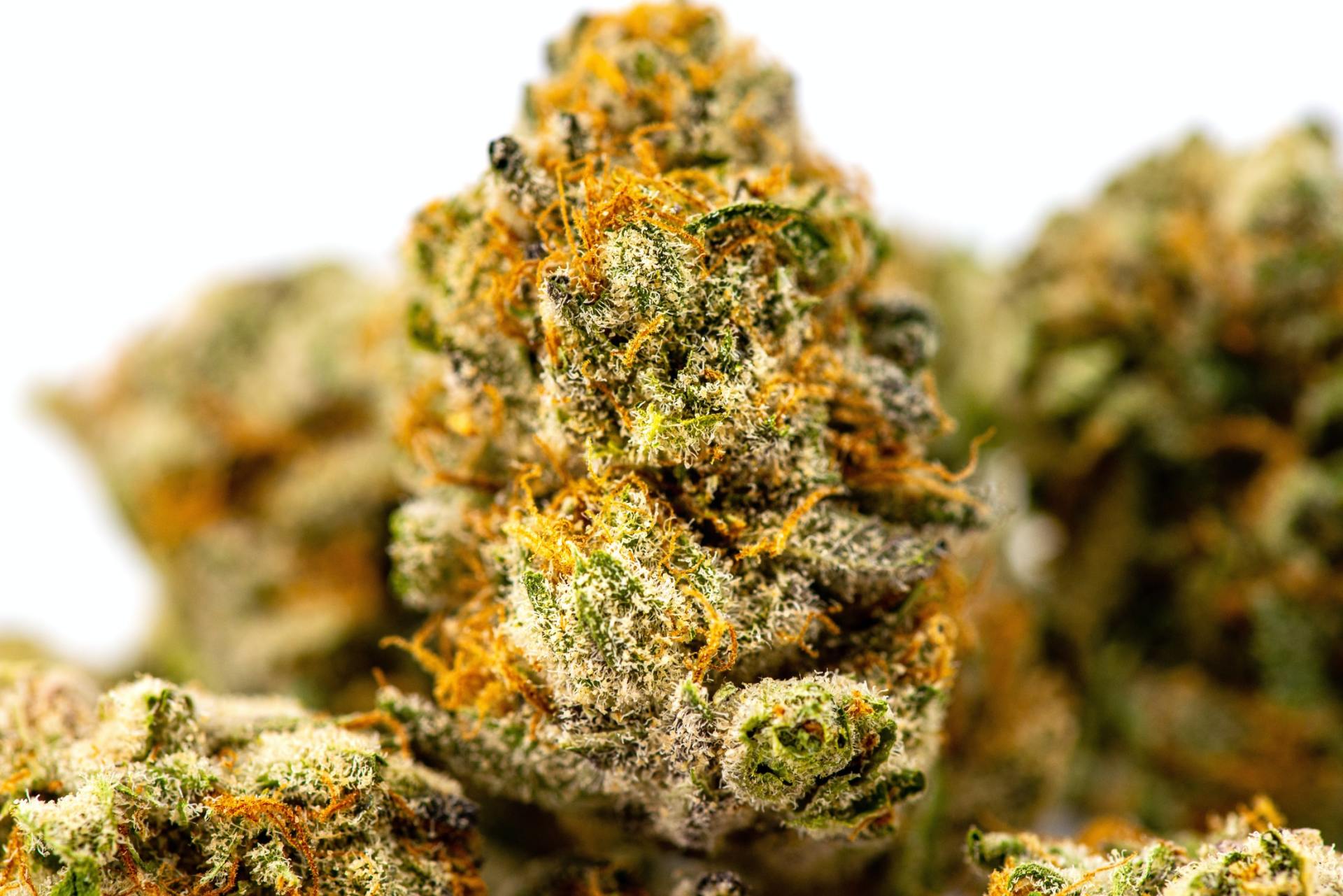 Close-up of cannabis buds; green, orange, and white with visible trichomes.