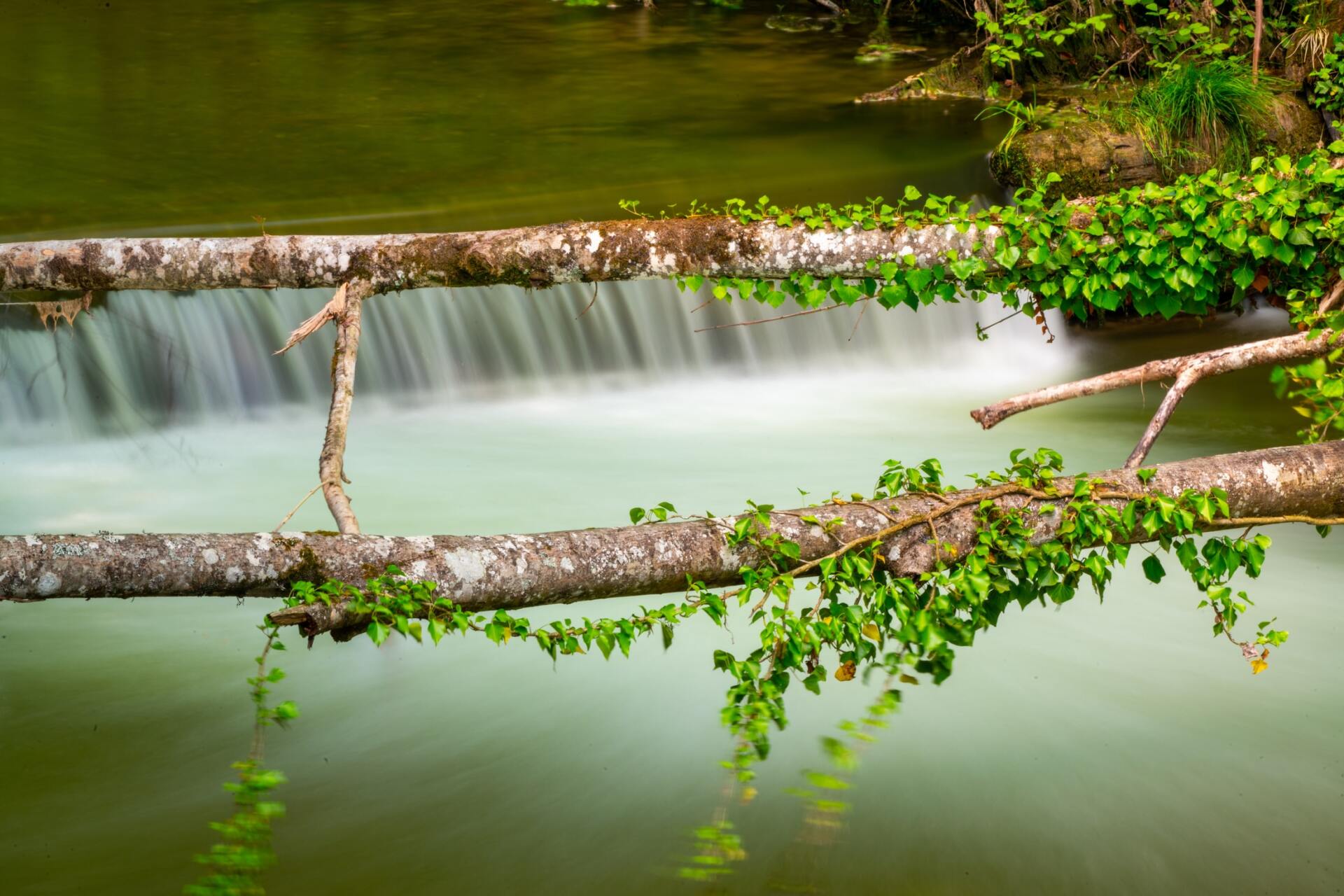 Ein Ast hängt über einem Fluss mit einem Wasserfall im Hintergrund