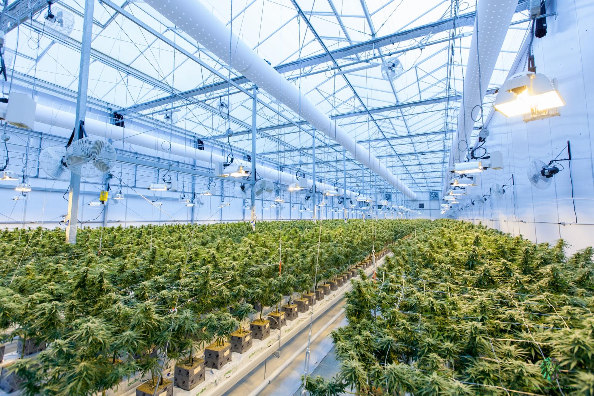 Greenhouse filled with rows of cannabis plants, overhead lighting, and white structures.