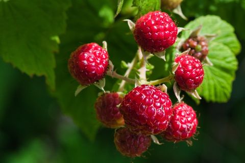 HealthySoil | Agriculture | Plant Nutrients | Farming Equipment
