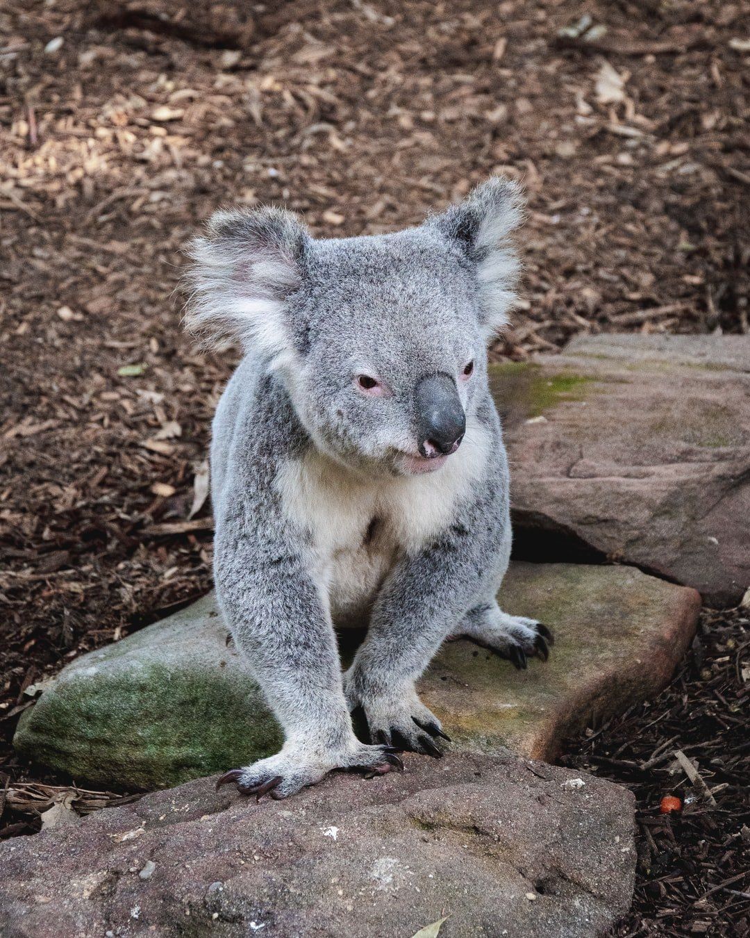 Een koala zit op rotsen, heeft een grijze vacht, een roze neus en een bruine achtergrond.