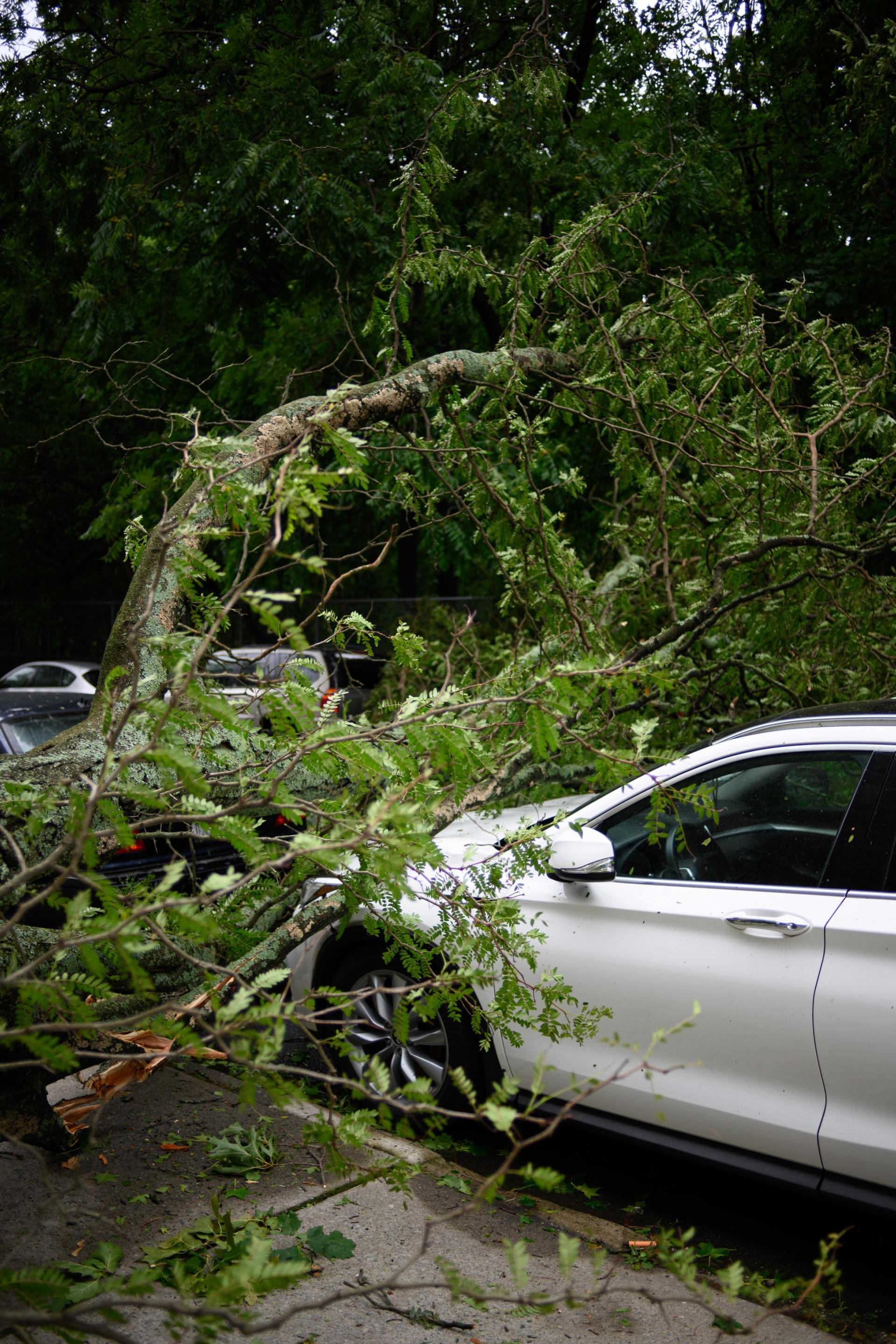Fallen tree limb on a white car in a wooded area.