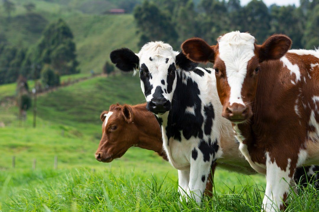 Dairy cows on a field