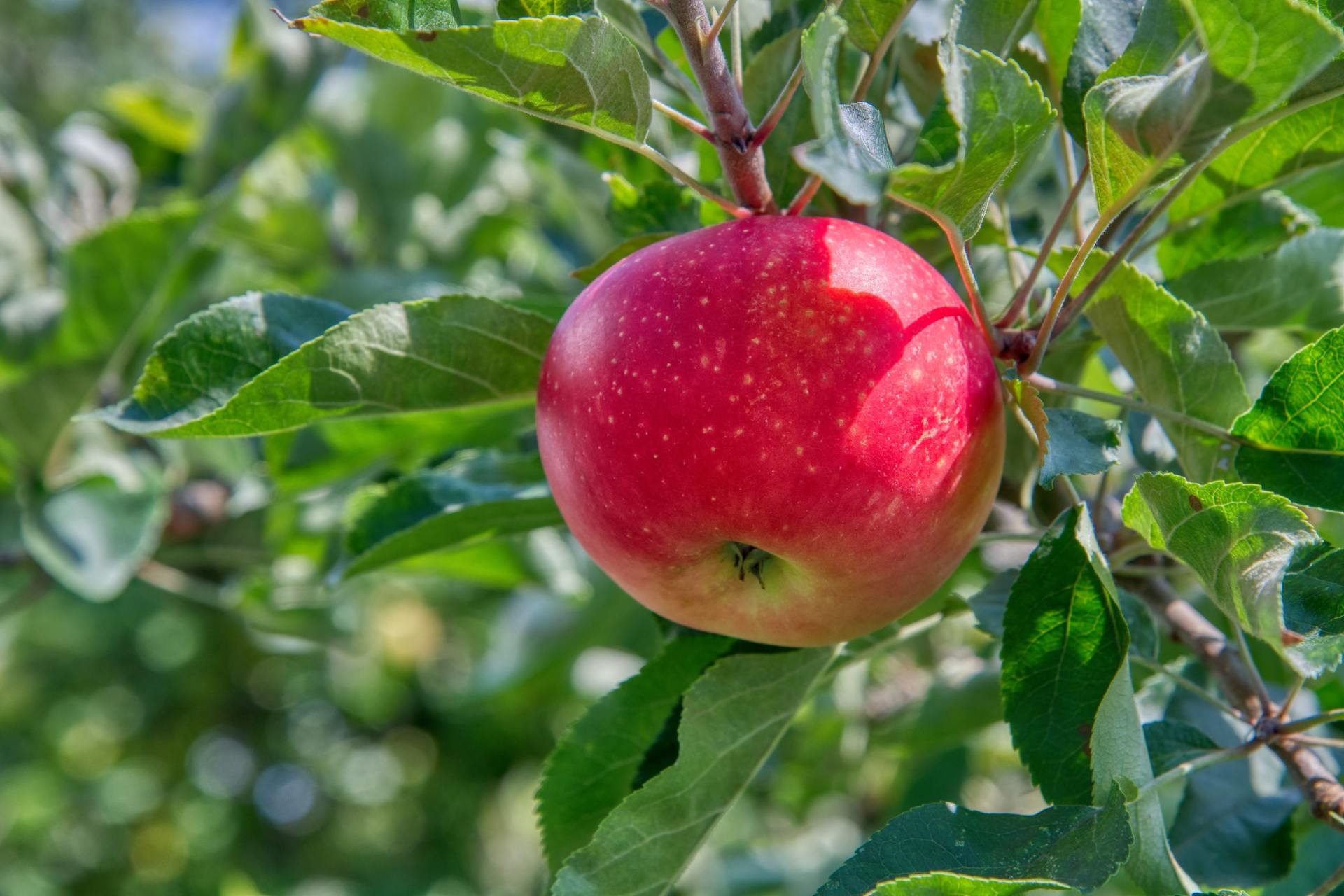 SMEs are low hanging fruit Low hanging fruit