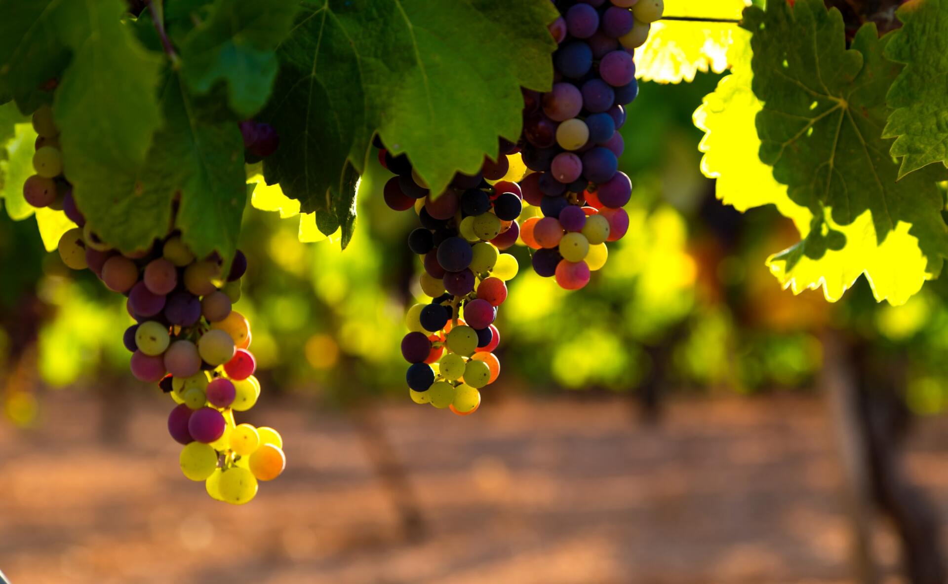 GRAPES