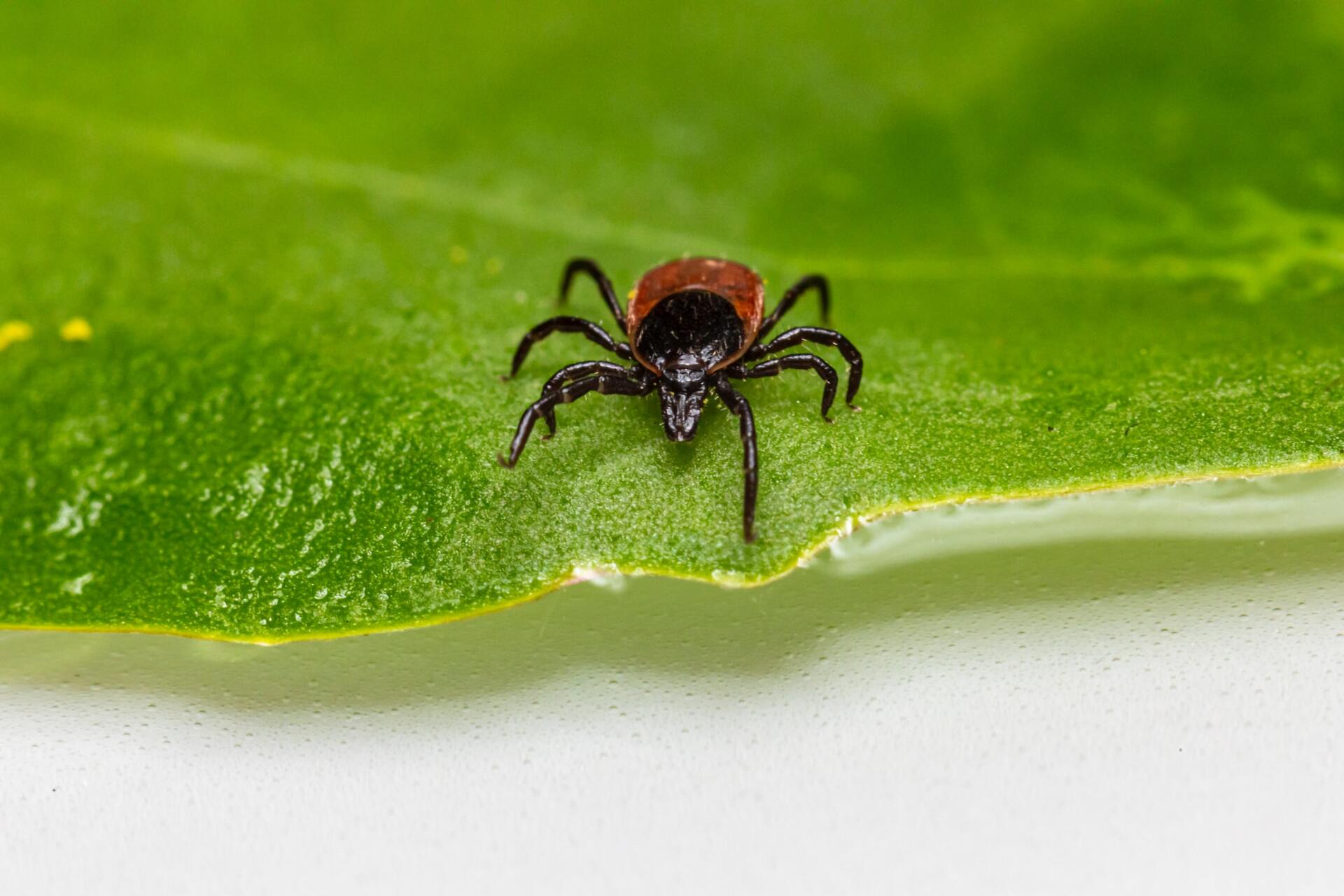 A close-up of a tick on a green leaf.