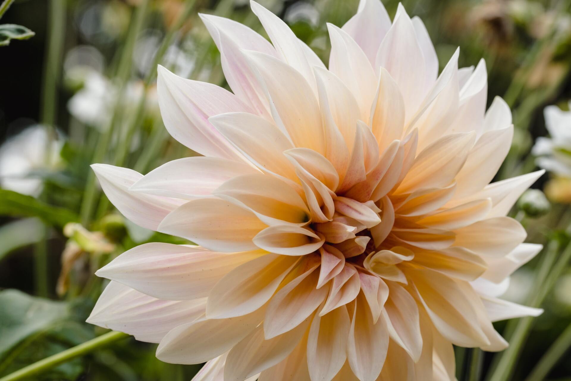 Peach Color Flower