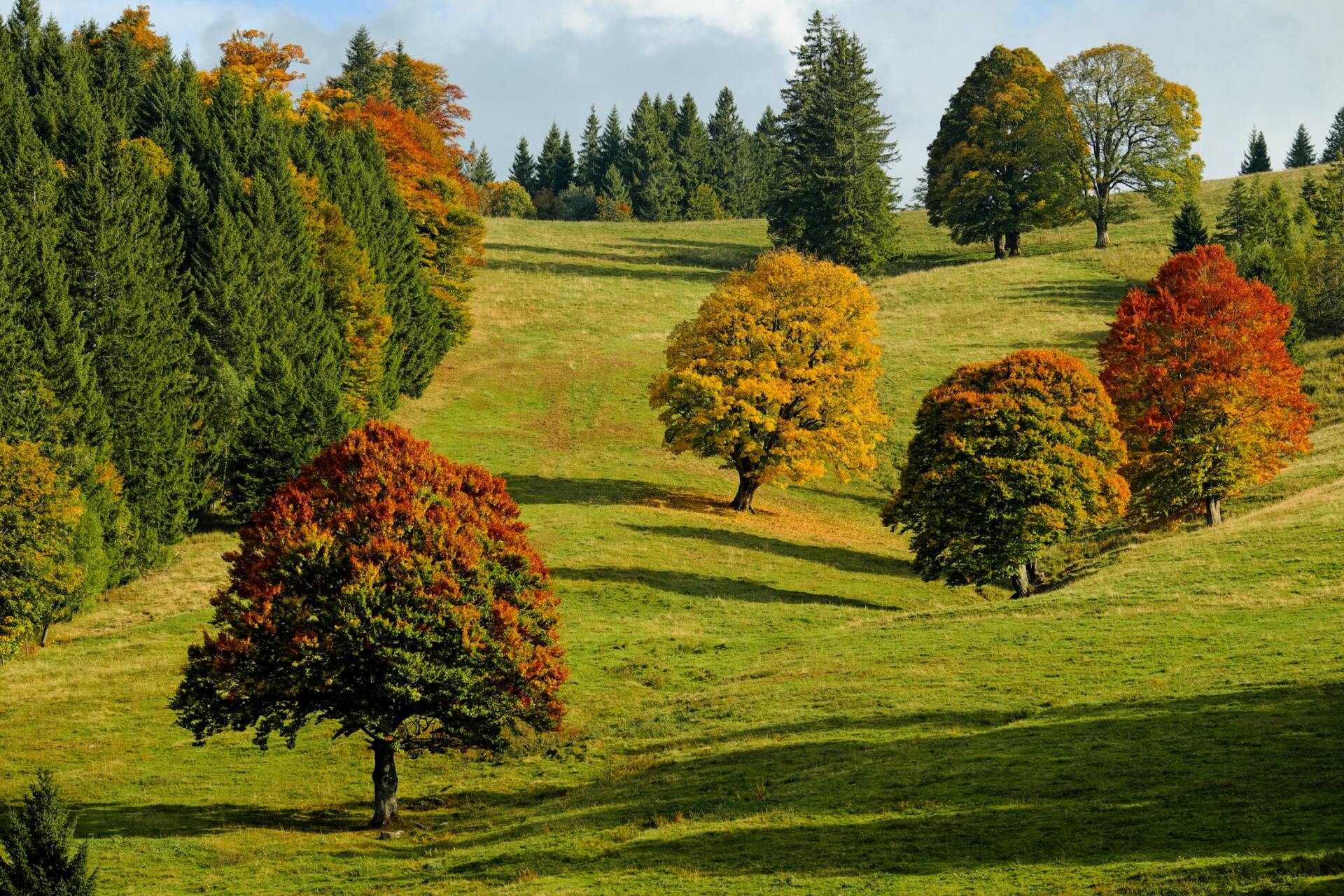 Eine Reihe von Bäumen auf einer Wiese mit einem Wald im Hintergrund
