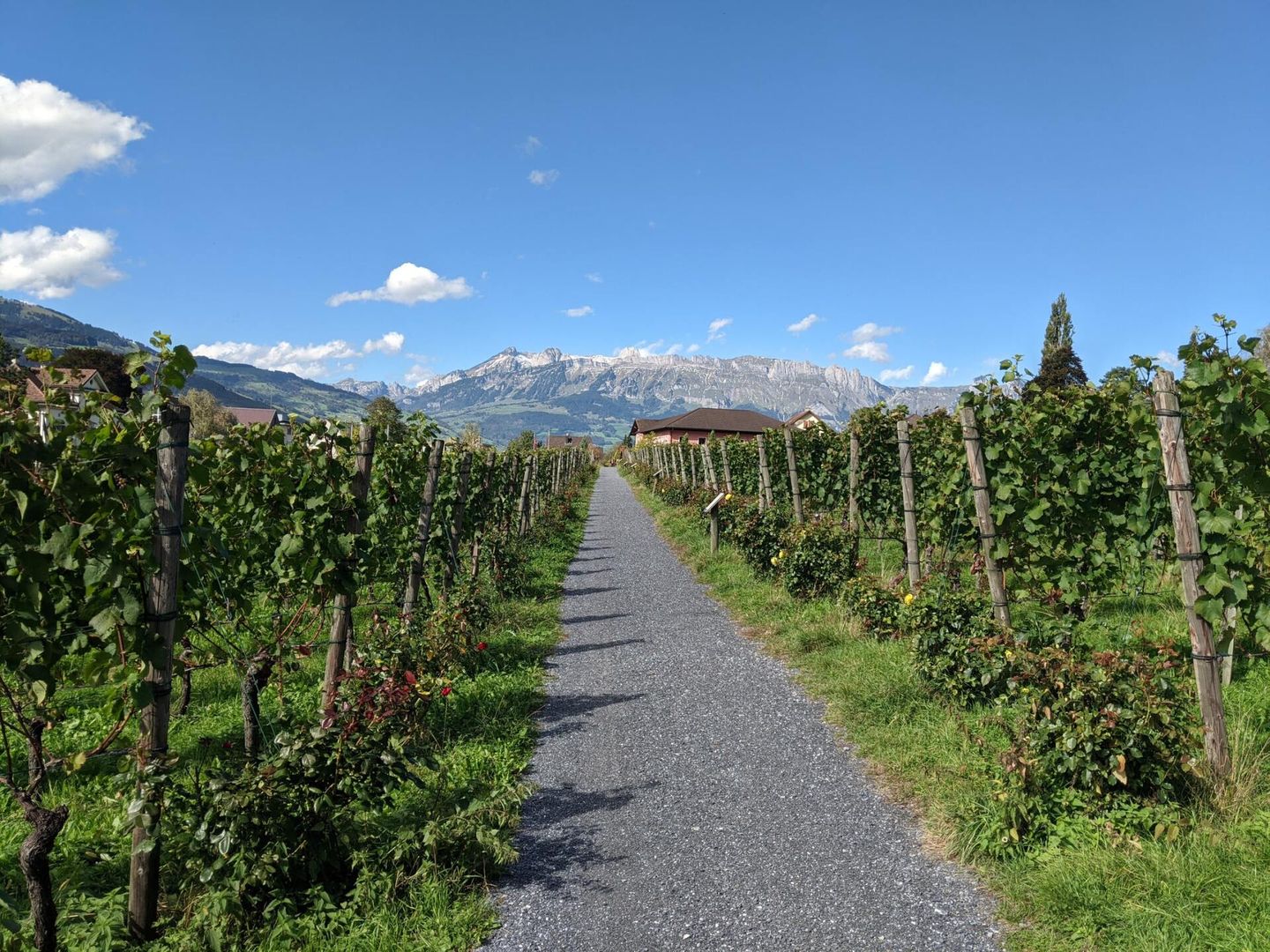A path going through a vineyard with mountains in the background