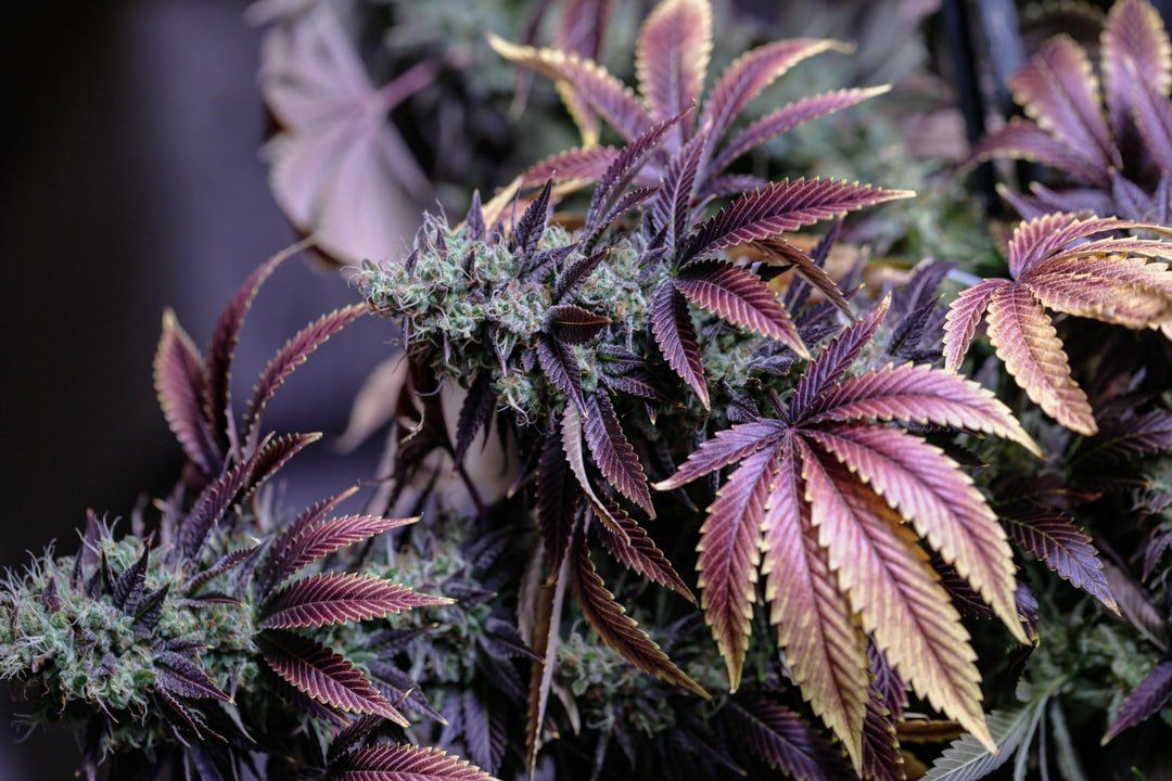 Licensed cannabis store in Apsley Ontario - The Underground