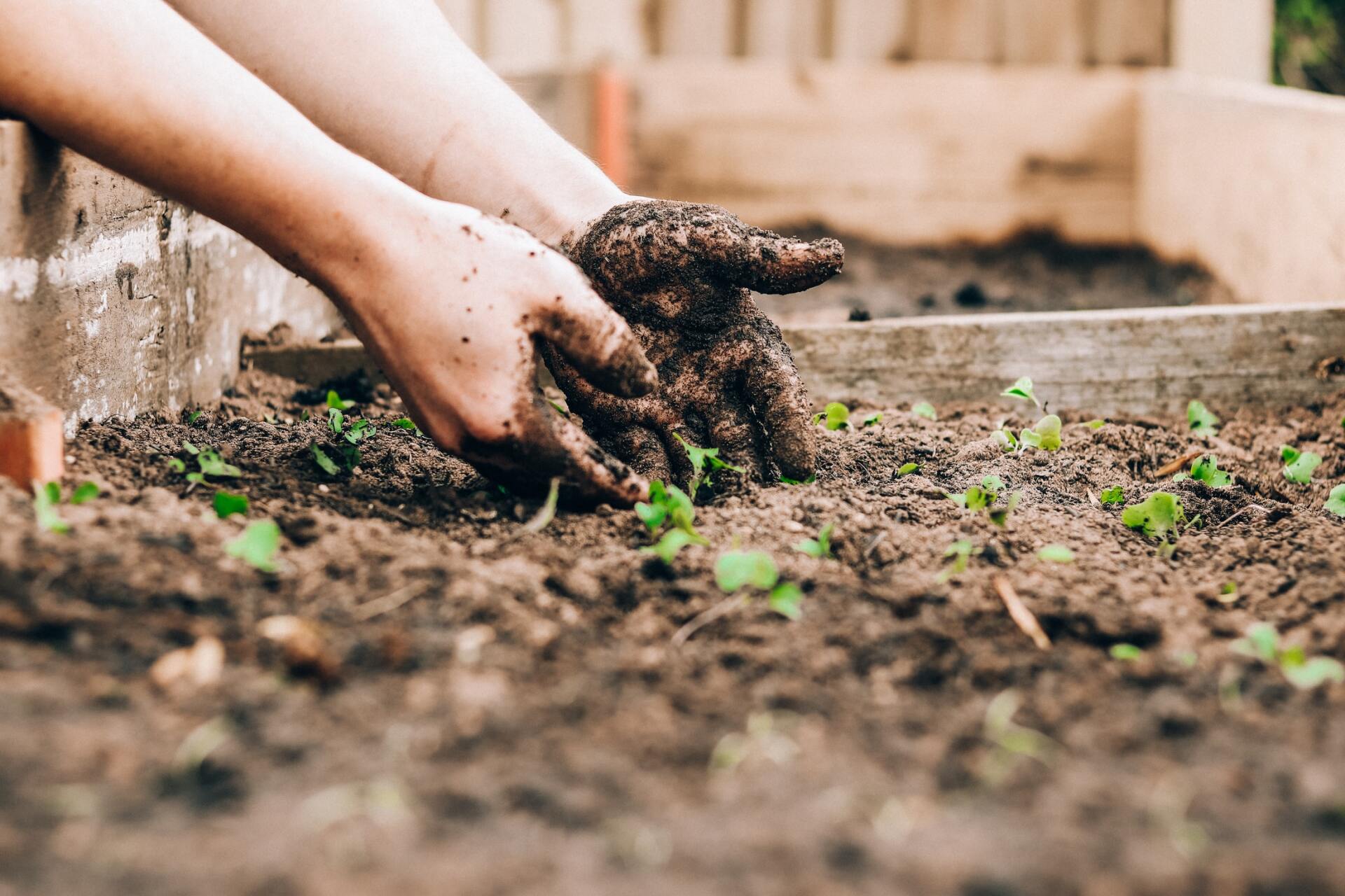 A person is planting a plant in the soil in a garden.