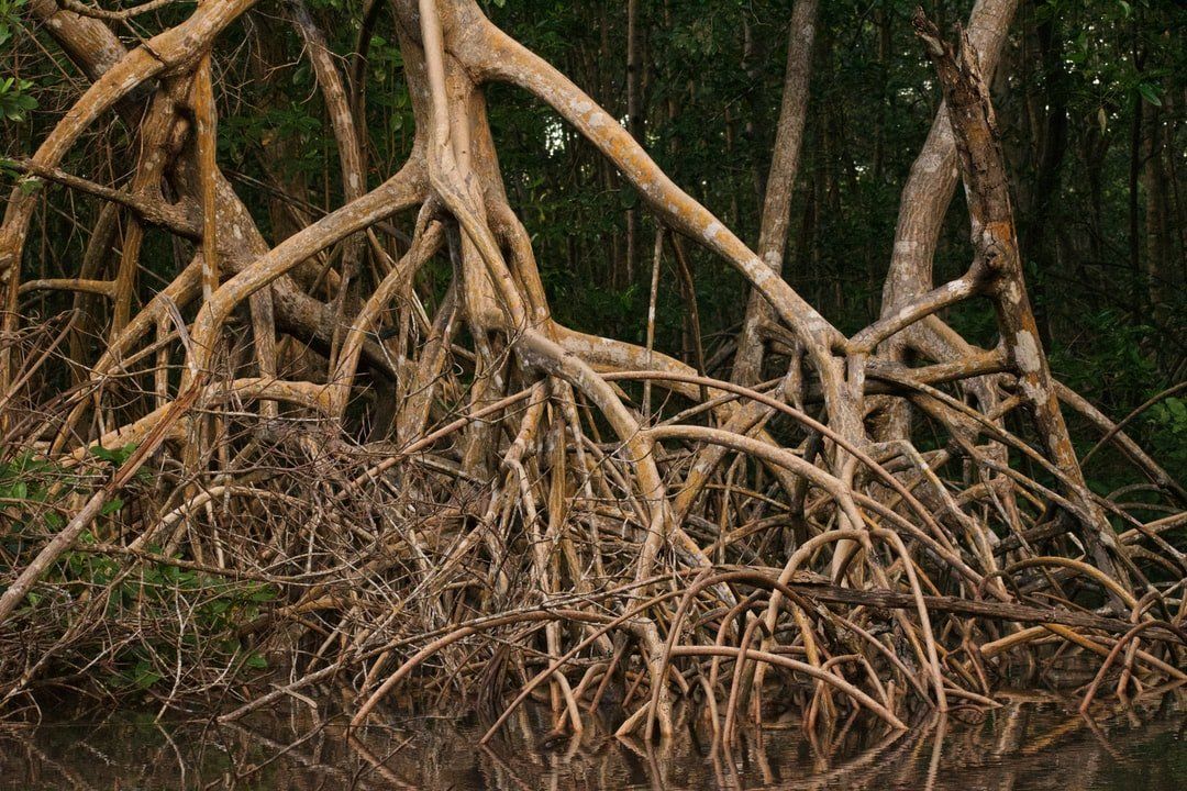 Root Grinding Service
