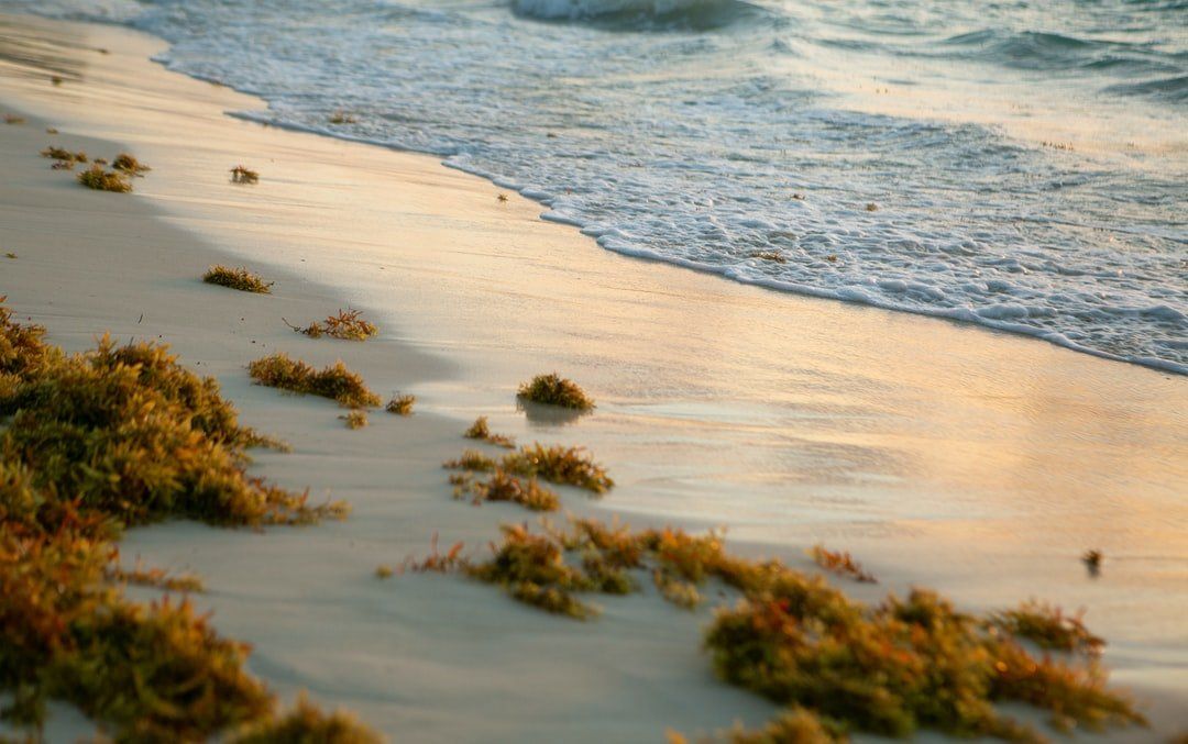 A beach with seaweed on the sand and waves crashing on the shore.