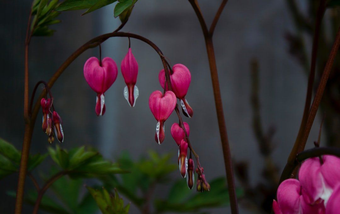 Pink bleeding heart flowers hanging from arched stems against a dark, blurred garden background