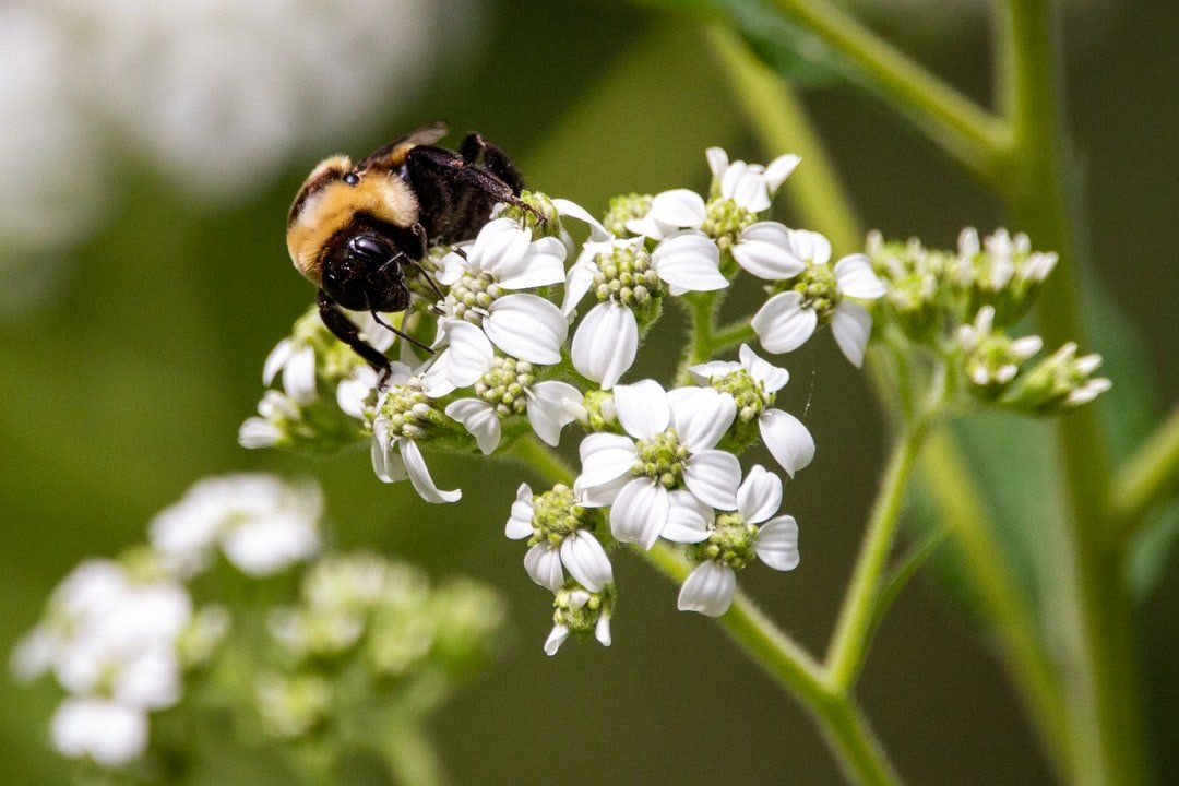 Bumblebee on a white wildflower, blurred green background.