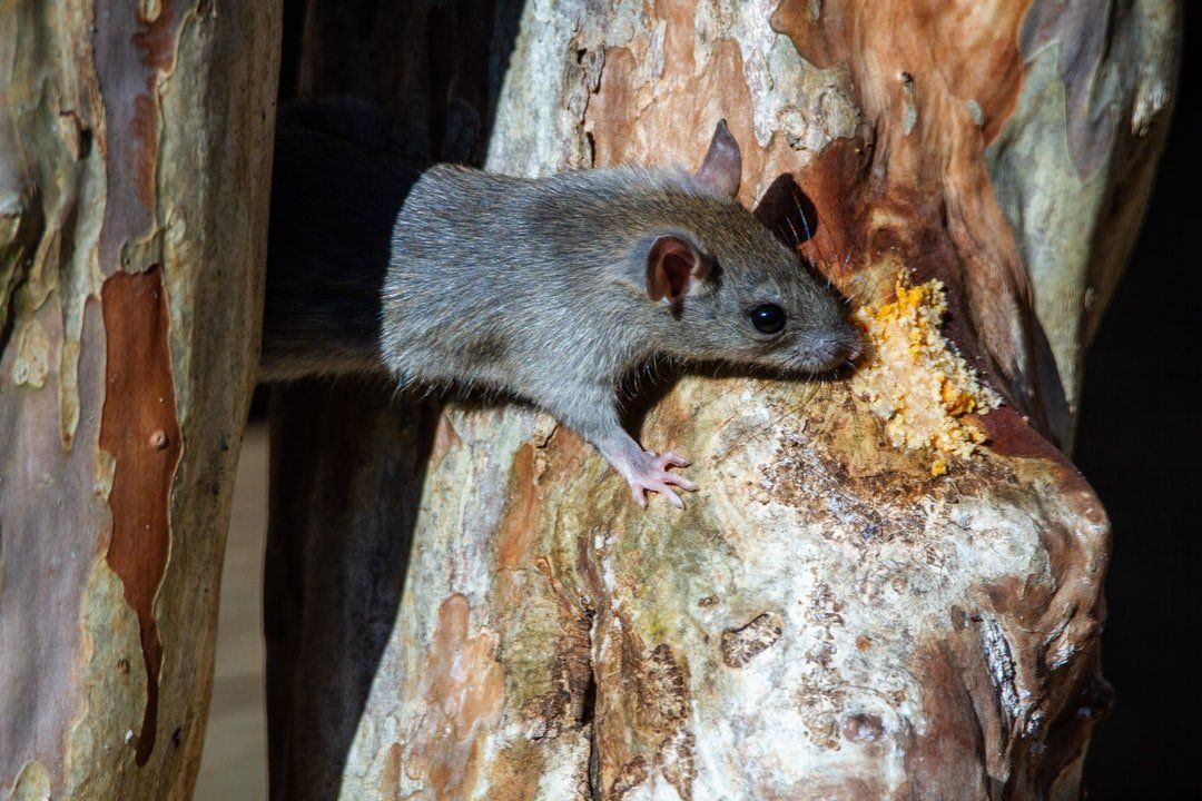 Pest Control Beverly, MA for Mice