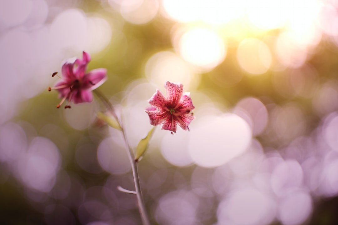 essenze floreali