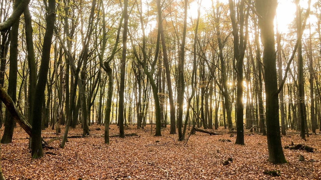 Twin Pines Tree Care Experts Naperville Tree Removal, Tree Trimming