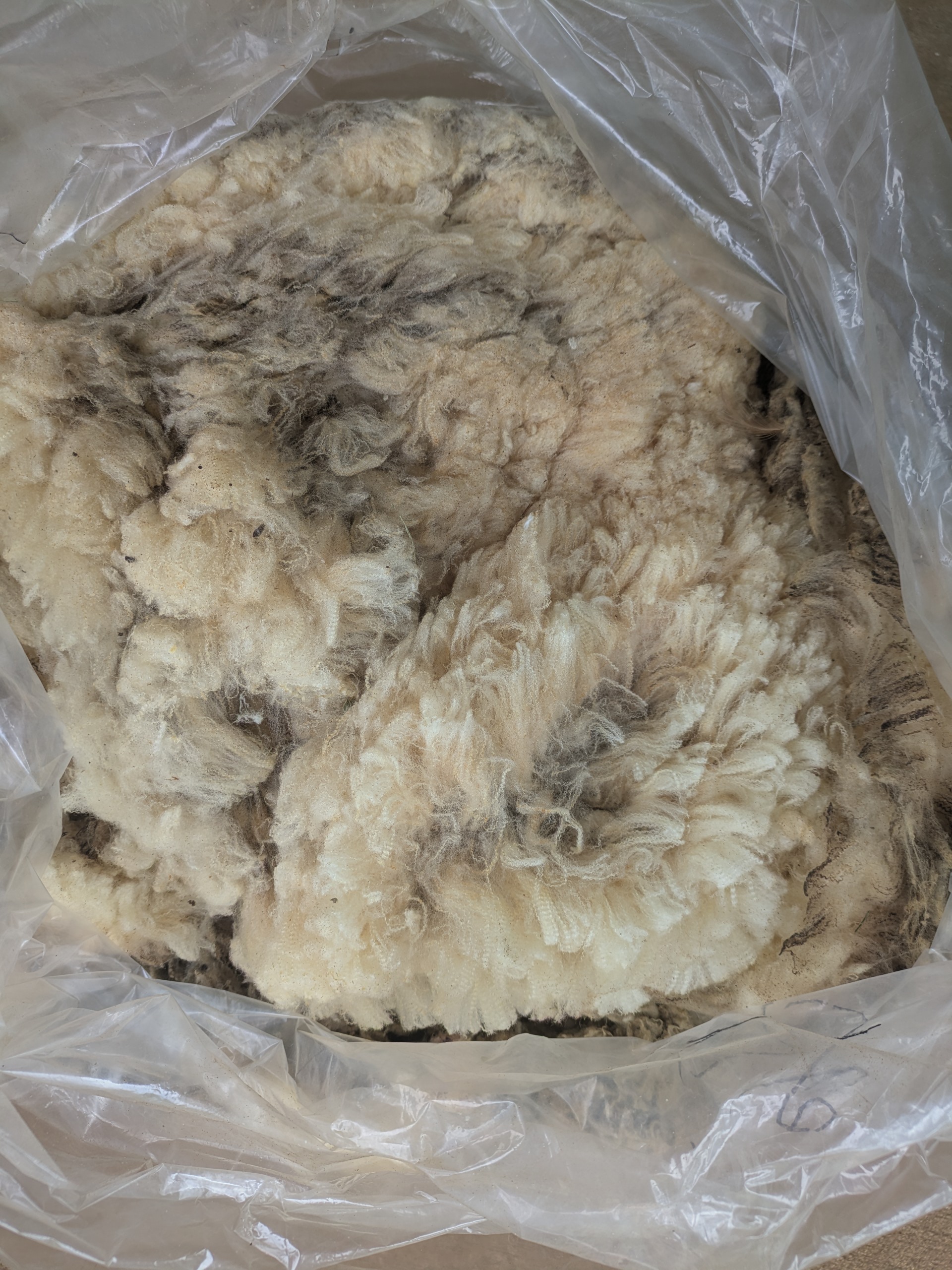 Raw merino wool